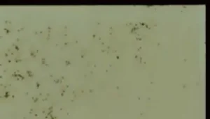 magnification on microscope before demo